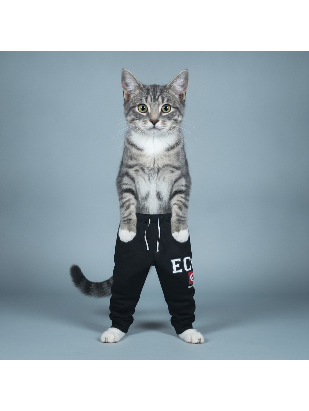 Ecko Unltd Mens M Black Jogger Sweatpants